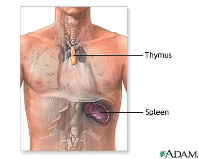 thymus_spleen.jpg